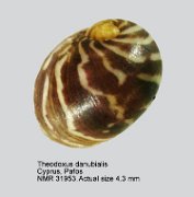 Theodoxus danubialis (3)